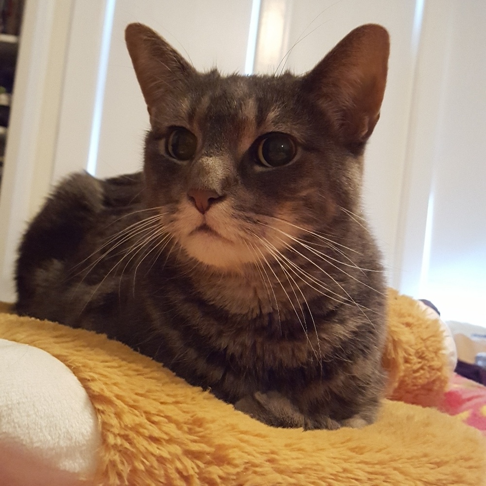 Meet your Posher, Phoebe